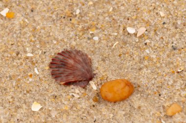 Bu, kumsalda, her tarafında kum taneleri olan küçük bir çakıl taşının yanında oturan deniz kabuğunun güzel bir görüntüsü. Deniz tarağı kabuğunun oldukça güzel bir pervane görünüşü var. Kırmızı renkler göze çarpıyor..