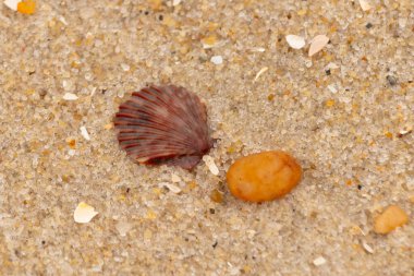 Bu, kumsalda, her tarafında kum taneleri olan küçük bir çakıl taşının yanında oturan deniz kabuğunun güzel bir görüntüsü. Deniz tarağı kabuğunun oldukça güzel bir pervane görünüşü var. Kırmızı renkler göze çarpıyor..