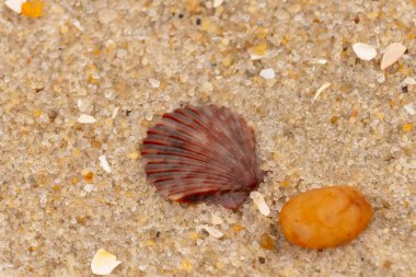 Bu, kumsalda, her tarafında kum taneleri olan küçük bir çakıl taşının yanında oturan deniz kabuğunun güzel bir görüntüsü. Deniz tarağı kabuğunun oldukça güzel bir pervane görünüşü var. Kırmızı renkler göze çarpıyor..