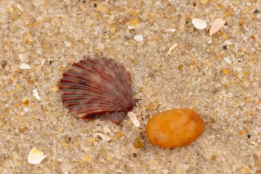 Bu, kumsalda, her tarafında kum taneleri olan küçük bir çakıl taşının yanında oturan deniz kabuğunun güzel bir görüntüsü. Deniz tarağı kabuğunun oldukça güzel bir pervane görünüşü var. Kırmızı renkler göze çarpıyor..