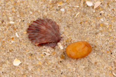 Bu, kumsalda, her tarafında kum taneleri olan küçük bir çakıl taşının yanında oturan deniz kabuğunun güzel bir görüntüsü. Deniz tarağı kabuğunun oldukça güzel bir pervane görünüşü var. Kırmızı renkler göze çarpıyor..