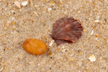 Bu, kumsalda, her tarafında kum taneleri olan küçük bir çakıl taşının yanında oturan deniz kabuğunun güzel bir görüntüsü. Deniz tarağı kabuğunun oldukça güzel bir pervane görünüşü var. Kırmızı renkler göze çarpıyor..