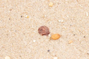 Bu, kumsalda, her tarafında kum taneleri olan küçük bir çakıl taşının yanında oturan deniz kabuğunun güzel bir görüntüsü. Deniz tarağı kabuğunun oldukça güzel bir pervane görünüşü var. Kırmızı renkler göze çarpıyor..