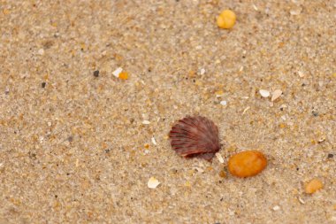 Bu, kumsalda, her tarafında kum taneleri olan küçük bir çakıl taşının yanında oturan deniz kabuğunun güzel bir görüntüsü. Deniz tarağı kabuğunun oldukça güzel bir pervane görünüşü var. Kırmızı renkler göze çarpıyor..