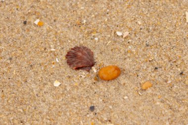 Bu, kumsalda, her tarafında kum taneleri olan küçük bir çakıl taşının yanında oturan deniz kabuğunun güzel bir görüntüsü. Deniz tarağı kabuğunun oldukça güzel bir pervane görünüşü var. Kırmızı renkler göze çarpıyor..