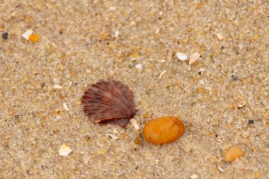 Bu, kumsalda, her tarafında kum taneleri olan küçük bir çakıl taşının yanında oturan deniz kabuğunun güzel bir görüntüsü. Deniz tarağı kabuğunun oldukça güzel bir pervane görünüşü var. Kırmızı renkler göze çarpıyor..