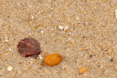 Bu, kumsalda, her tarafında kum taneleri olan küçük bir çakıl taşının yanında oturan deniz kabuğunun güzel bir görüntüsü. Deniz tarağı kabuğunun oldukça güzel bir pervane görünüşü var. Kırmızı renkler göze çarpıyor..