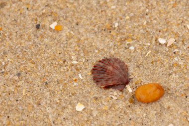 Bu, kumsalda, her tarafında kum taneleri olan küçük bir çakıl taşının yanında oturan deniz kabuğunun güzel bir görüntüsü. Deniz tarağı kabuğunun oldukça güzel bir pervane görünüşü var. Kırmızı renkler göze çarpıyor..
