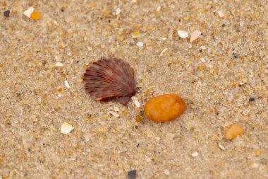 Bu, kumsalda, her tarafında kum taneleri olan küçük bir çakıl taşının yanında oturan deniz kabuğunun güzel bir görüntüsü. Deniz tarağı kabuğunun oldukça güzel bir pervane görünüşü var. Kırmızı renkler göze çarpıyor..