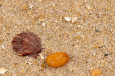 Bu, kumsalda, her tarafında kum taneleri olan küçük bir çakıl taşının yanında oturan deniz kabuğunun güzel bir görüntüsü. Deniz tarağı kabuğunun oldukça güzel bir pervane görünüşü var. Kırmızı renkler göze çarpıyor..