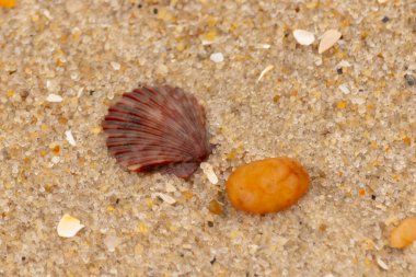 Bu, kumsalda, her tarafında kum taneleri olan küçük bir çakıl taşının yanında oturan deniz kabuğunun güzel bir görüntüsü. Deniz tarağı kabuğunun oldukça güzel bir pervane görünüşü var. Kırmızı renkler göze çarpıyor..