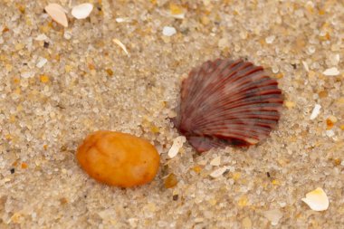 Bu, kumsalda, her tarafında kum taneleri olan küçük bir çakıl taşının yanında oturan deniz kabuğunun güzel bir görüntüsü. Deniz tarağı kabuğunun oldukça güzel bir pervane görünüşü var. Kırmızı renkler göze çarpıyor..