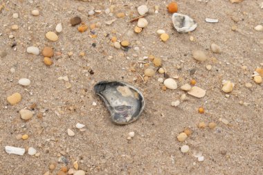 Bu güzel bir plaj görüntüsü. Kum taneleri arasında bir istiridye kabuğu görülebilir. Kırık deniz kabukları pürüzsüz çakıl taşlarının arasına dağılmış. Bazı taşlar kristal berraklığında elmas olarak bilinir..