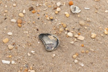 Bu güzel bir plaj görüntüsü. Kum taneleri arasında bir istiridye kabuğu görülebilir. Kırık deniz kabukları pürüzsüz çakıl taşlarının arasına dağılmış. Bazı taşlar kristal berraklığında elmas olarak bilinir..