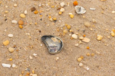 Bu güzel bir plaj görüntüsü. Kum taneleri arasında bir istiridye kabuğu görülebilir. Kırık deniz kabukları pürüzsüz çakıl taşlarının arasına dağılmış. Bazı taşlar kristal berraklığında elmas olarak bilinir..