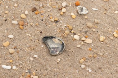 Bu güzel bir plaj görüntüsü. Kum taneleri arasında bir istiridye kabuğu görülebilir. Kırık deniz kabukları pürüzsüz çakıl taşlarının arasına dağılmış. Bazı taşlar kristal berraklığında elmas olarak bilinir..