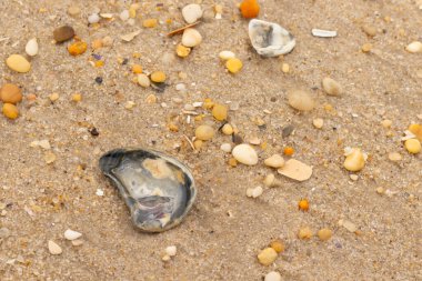 Bu güzel bir plaj görüntüsü. Kum taneleri arasında bir istiridye kabuğu görülebilir. Kırık deniz kabukları pürüzsüz çakıl taşlarının arasına dağılmış. Bazı taşlar kristal berraklığında elmas olarak bilinir..