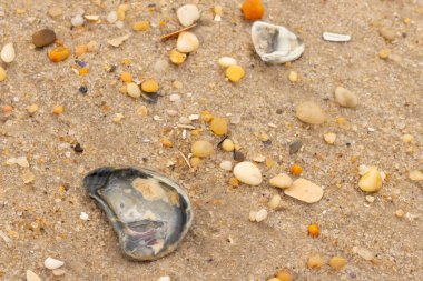Bu güzel bir plaj görüntüsü. Kum taneleri arasında bir istiridye kabuğu görülebilir. Kırık deniz kabukları pürüzsüz çakıl taşlarının arasına dağılmış. Bazı taşlar kristal berraklığında elmas olarak bilinir..