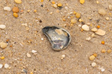 Bu güzel bir plaj görüntüsü. Kum taneleri arasında bir istiridye kabuğu görülebilir. Kırık deniz kabukları pürüzsüz çakıl taşlarının arasına dağılmış. Bazı taşlar kristal berraklığında elmas olarak bilinir..