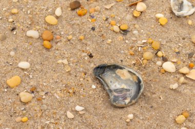 Bu güzel bir plaj görüntüsü. Kum taneleri arasında bir istiridye kabuğu görülebilir. Kırık deniz kabukları pürüzsüz çakıl taşlarının arasına dağılmış. Bazı taşlar kristal berraklığında elmas olarak bilinir..