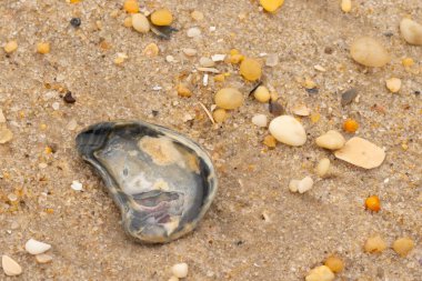 Bu güzel bir plaj görüntüsü. Kum taneleri arasında bir istiridye kabuğu görülebilir. Kırık deniz kabukları pürüzsüz çakıl taşlarının arasına dağılmış. Bazı taşlar kristal berraklığında elmas olarak bilinir..