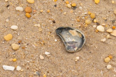 Bu güzel bir plaj görüntüsü. Kum taneleri arasında bir istiridye kabuğu görülebilir. Kırık deniz kabukları pürüzsüz çakıl taşlarının arasına dağılmış. Bazı taşlar kristal berraklığında elmas olarak bilinir..
