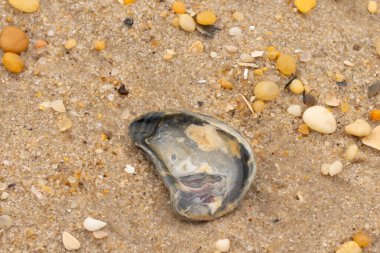 Bu güzel bir plaj görüntüsü. Kum taneleri arasında bir istiridye kabuğu görülebilir. Kırık deniz kabukları pürüzsüz çakıl taşlarının arasına dağılmış. Bazı taşlar kristal berraklığında elmas olarak bilinir..