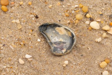 Bu güzel bir plaj görüntüsü. Kum taneleri arasında bir istiridye kabuğu görülebilir. Kırık deniz kabukları pürüzsüz çakıl taşlarının arasına dağılmış. Bazı taşlar kristal berraklığında elmas olarak bilinir..