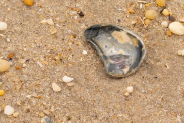Bu güzel bir plaj görüntüsü. Kum taneleri arasında bir istiridye kabuğu görülebilir. Kırık deniz kabukları pürüzsüz çakıl taşlarının arasına dağılmış. Bazı taşlar kristal berraklığında elmas olarak bilinir..