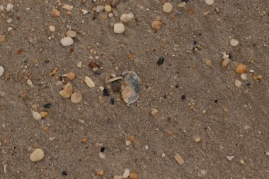 Bu güzel bir plaj görüntüsü. Kum taneleri arasında bir istiridye kabuğu görülebilir. Kırık deniz kabukları pürüzsüz çakıl taşlarının arasına dağılmış. Bazı taşlar kristal berraklığında elmas olarak bilinir..