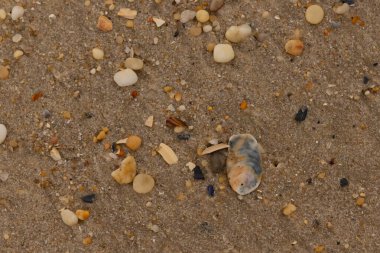 Bu güzel bir plaj görüntüsü. Kum taneleri arasında bir istiridye kabuğu görülebilir. Kırık deniz kabukları pürüzsüz çakıl taşlarının arasına dağılmış. Bazı taşlar kristal berraklığında elmas olarak bilinir..