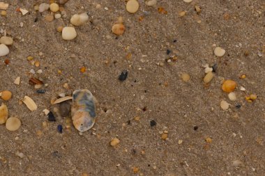 Bu güzel bir plaj görüntüsü. Kum taneleri arasında bir istiridye kabuğu görülebilir. Kırık deniz kabukları pürüzsüz çakıl taşlarının arasına dağılmış. Bazı taşlar kristal berraklığında elmas olarak bilinir..