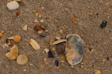 Bu güzel bir plaj görüntüsü. Kum taneleri arasında bir istiridye kabuğu görülebilir. Kırık deniz kabukları pürüzsüz çakıl taşlarının arasına dağılmış. Bazı taşlar kristal berraklığında elmas olarak bilinir..