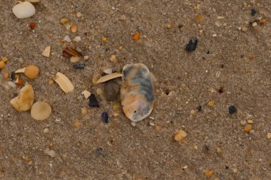 Bu güzel bir plaj görüntüsü. Kum taneleri arasında bir istiridye kabuğu görülebilir. Kırık deniz kabukları pürüzsüz çakıl taşlarının arasına dağılmış. Bazı taşlar kristal berraklığında elmas olarak bilinir..