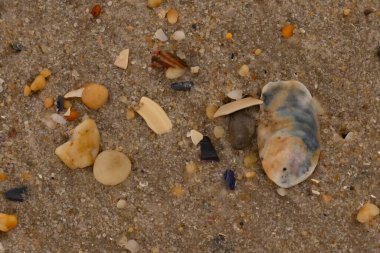 Bu güzel bir plaj görüntüsü. Kum taneleri arasında bir istiridye kabuğu görülebilir. Kırık deniz kabukları pürüzsüz çakıl taşlarının arasına dağılmış. Bazı taşlar kristal berraklığında elmas olarak bilinir..