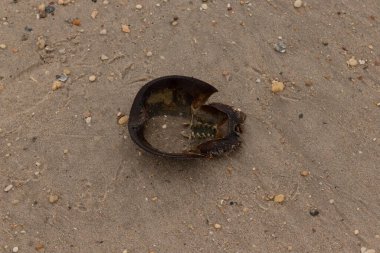Bu at nalı yengeci kabuğunun sırtüstü çevrilmiş hali. Martılar temizledi, içini boşalttılar. Koyu kahverengi deniz kabuğu neredeyse tarih öncesinden kalma kumsalda yatıyormuş gibi görünüyor..