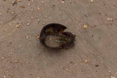 Bu at nalı yengeci kabuğunun sırtüstü çevrilmiş hali. Martılar temizledi, içini boşalttılar. Koyu kahverengi deniz kabuğu neredeyse tarih öncesinden kalma kumsalda yatıyormuş gibi görünüyor..