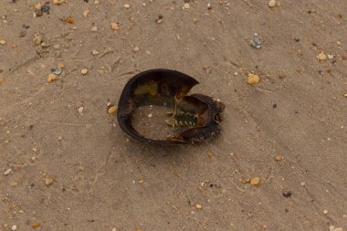 Bu at nalı yengeci kabuğunun sırtüstü çevrilmiş hali. Martılar temizledi, içini boşalttılar. Koyu kahverengi deniz kabuğu neredeyse tarih öncesinden kalma kumsalda yatıyormuş gibi görünüyor..