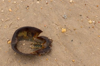 Bu at nalı yengeci kabuğunun sırtüstü çevrilmiş hali. Martılar temizledi, içini boşalttılar. Koyu kahverengi deniz kabuğu neredeyse tarih öncesinden kalma kumsalda yatıyormuş gibi görünüyor..