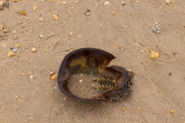 Bu at nalı yengeci kabuğunun sırtüstü çevrilmiş hali. Martılar temizledi, içini boşalttılar. Koyu kahverengi deniz kabuğu neredeyse tarih öncesinden kalma kumsalda yatıyormuş gibi görünüyor..