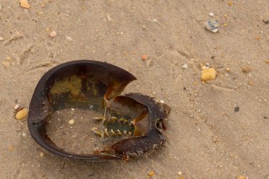 Bu at nalı yengeci kabuğunun sırtüstü çevrilmiş hali. Martılar temizledi, içini boşalttılar. Koyu kahverengi deniz kabuğu neredeyse tarih öncesinden kalma kumsalda yatıyormuş gibi görünüyor..