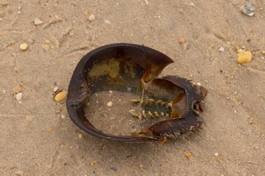 Bu at nalı yengeci kabuğunun sırtüstü çevrilmiş hali. Martılar temizledi, içini boşalttılar. Koyu kahverengi deniz kabuğu neredeyse tarih öncesinden kalma kumsalda yatıyormuş gibi görünüyor..