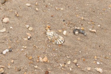Bu güzel bir plaj görüntüsü. Kum taneleri arasında bir istiridye kabuğu görülebilir. Kırık deniz kabukları pürüzsüz çakıl taşlarının arasına dağılmış. Bazı taşlar kristal berraklığında elmas olarak bilinir..