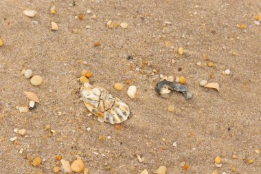 Bu güzel bir plaj görüntüsü. Kum taneleri arasında bir istiridye kabuğu görülebilir. Kırık deniz kabukları pürüzsüz çakıl taşlarının arasına dağılmış. Bazı taşlar kristal berraklığında elmas olarak bilinir..