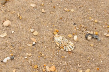 Bu güzel bir plaj görüntüsü. Kum taneleri arasında bir istiridye kabuğu görülebilir. Kırık deniz kabukları pürüzsüz çakıl taşlarının arasına dağılmış. Bazı taşlar kristal berraklığında elmas olarak bilinir..