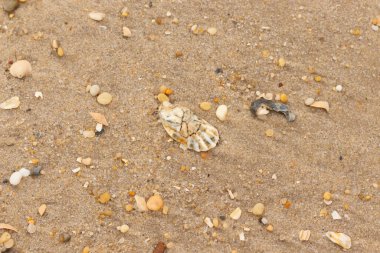Bu güzel bir plaj görüntüsü. Kum taneleri arasında bir istiridye kabuğu görülebilir. Kırık deniz kabukları pürüzsüz çakıl taşlarının arasına dağılmış. Bazı taşlar kristal berraklığında elmas olarak bilinir..