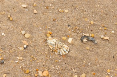Bu güzel bir plaj görüntüsü. Kum taneleri arasında bir istiridye kabuğu görülebilir. Kırık deniz kabukları pürüzsüz çakıl taşlarının arasına dağılmış. Bazı taşlar kristal berraklığında elmas olarak bilinir..