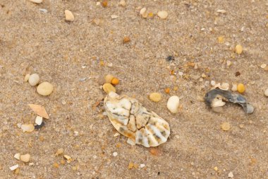 Bu güzel bir plaj görüntüsü. Kum taneleri arasında bir istiridye kabuğu görülebilir. Kırık deniz kabukları pürüzsüz çakıl taşlarının arasına dağılmış. Bazı taşlar kristal berraklığında elmas olarak bilinir..