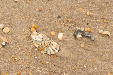 Bu güzel bir plaj görüntüsü. Kum taneleri arasında bir istiridye kabuğu görülebilir. Kırık deniz kabukları pürüzsüz çakıl taşlarının arasına dağılmış. Bazı taşlar kristal berraklığında elmas olarak bilinir..