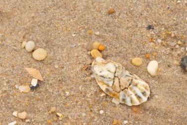 Bu güzel bir plaj görüntüsü. Kum taneleri arasında bir istiridye kabuğu görülebilir. Kırık deniz kabukları pürüzsüz çakıl taşlarının arasına dağılmış. Bazı taşlar kristal berraklığında elmas olarak bilinir..